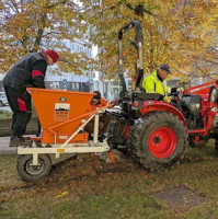 Tisíce cibulovin na jaře vykvetou v historickém centru Písku